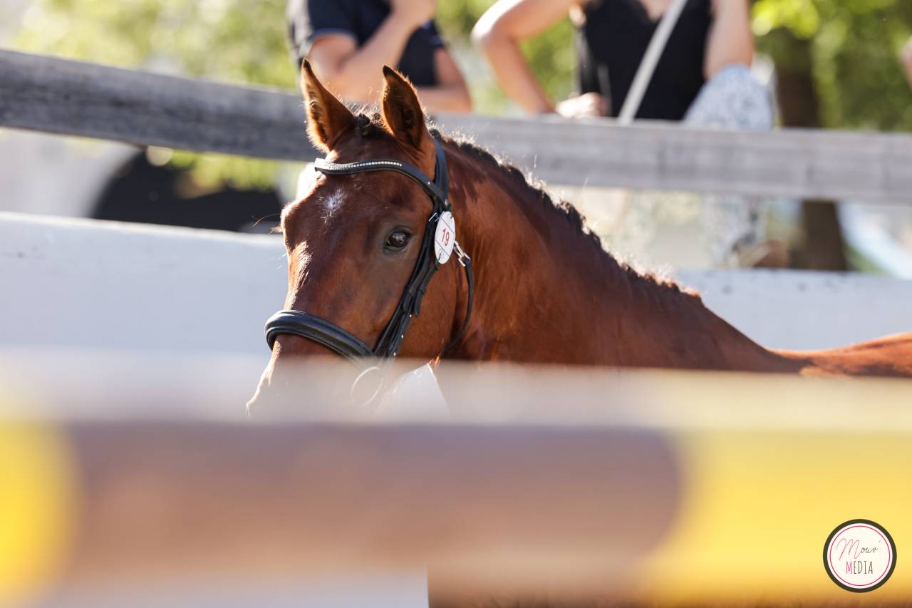 Hengst Franse rijpony PFS Te koop 2022 Donker bruin / bai ,  CHAMPAGNE D AR CUS
