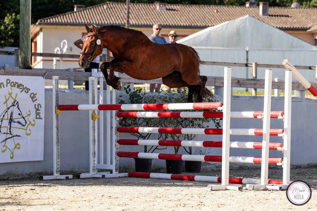 Hengst Franse rijpony PFS Te koop 2022 Donker bruin / bai ,  CHAMPAGNE D AR CUS