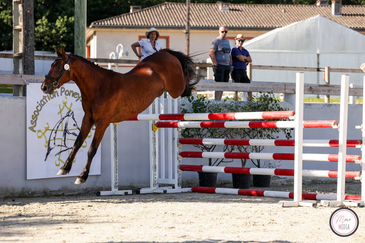 Hengst Franse rijpony PFS Te koop 2022 Donker bruin / bai ,  CHAMPAGNE D AR CUS