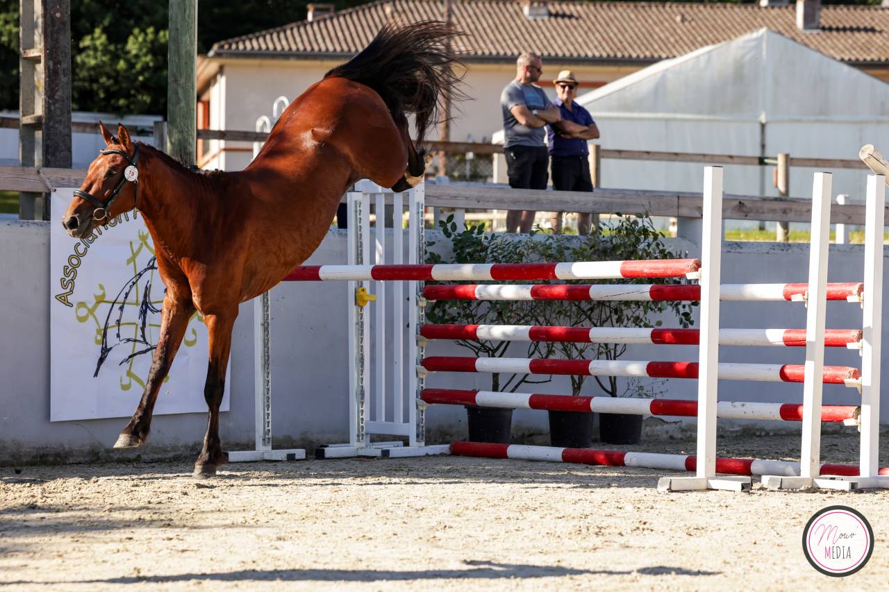 Hengst Franse rijpony PFS Te koop 2022 Donker bruin / bai ,  CHAMPAGNE D AR CUS
