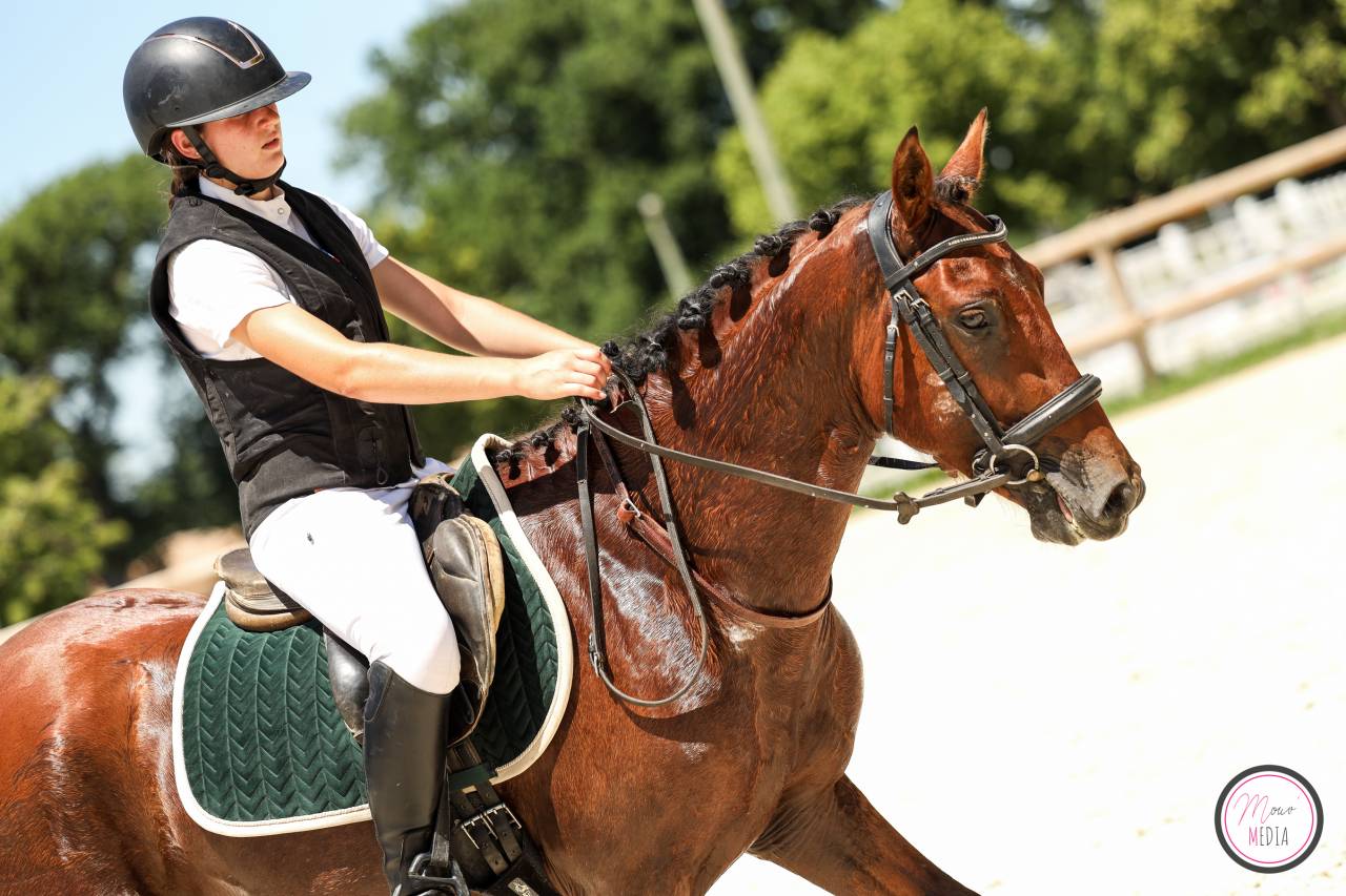 Hengst Franse rijpony PFS Te koop 2022 Donker bruin / bai ,  CHAMPAGNE D AR CUS