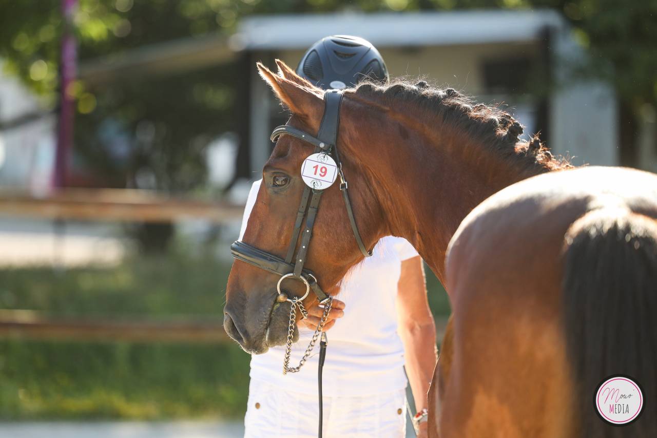 Hengst Franse rijpony PFS Te koop 2022 Donker bruin / bai ,  CHAMPAGNE D AR CUS