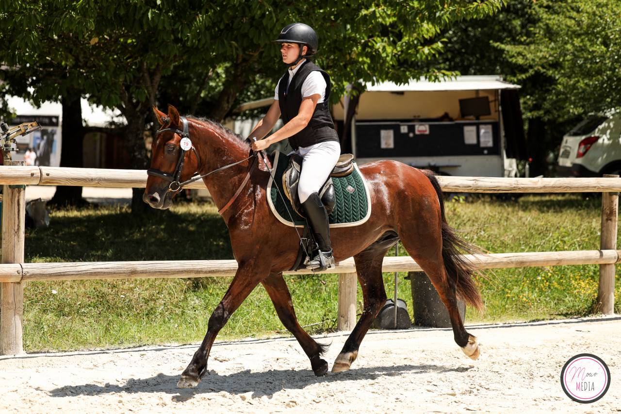 Hengst Franse rijpony PFS Te koop 2022 Donker bruin / bai ,  CHAMPAGNE D AR CUS