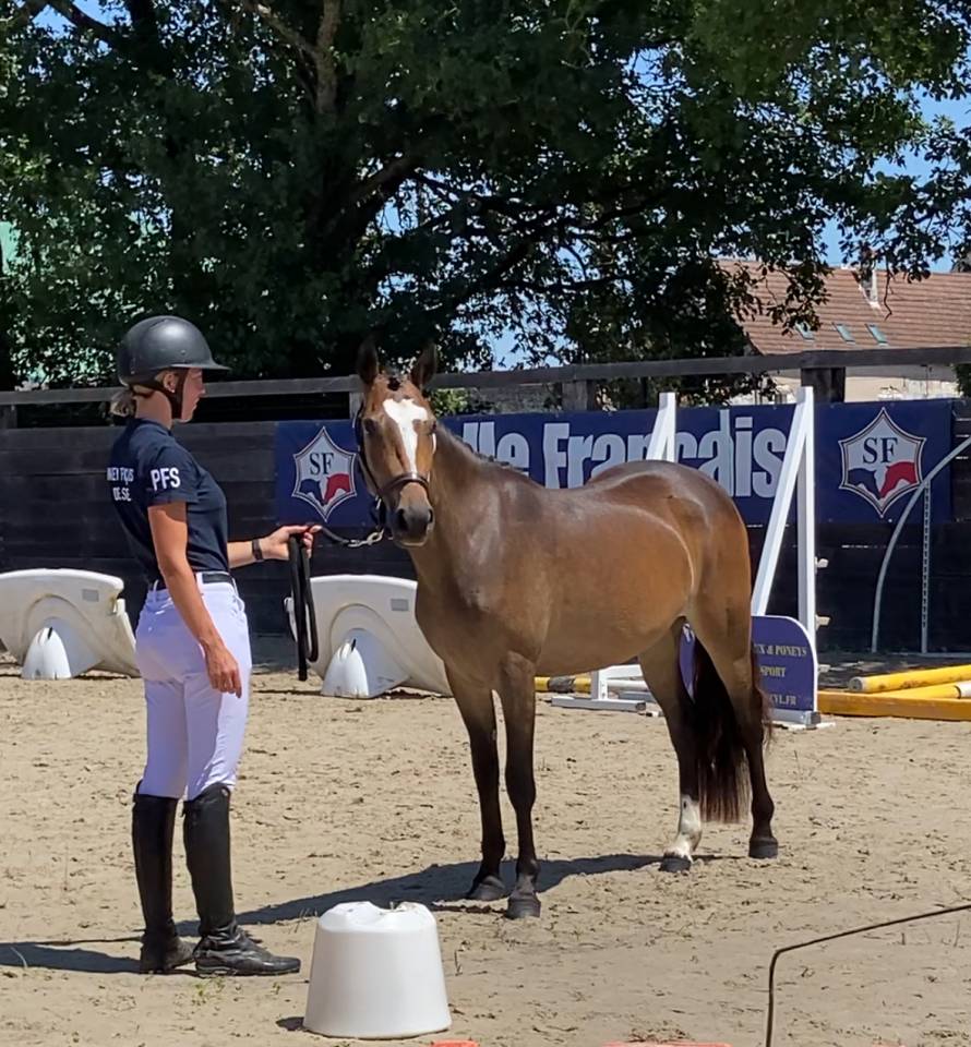 Veulen (vr) Franse rijpony PFS Te koop 2023 Donker bruin / bai ,  Valiant des charmes