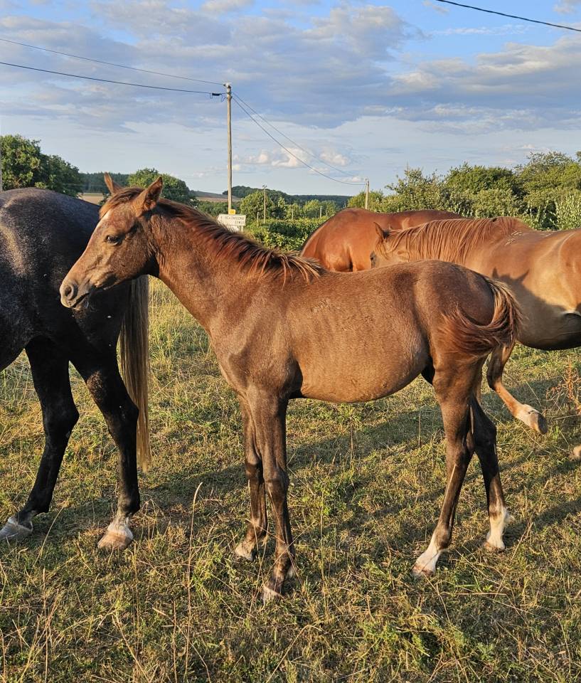 Veulen (vr) Arabisch volbloed Te koop 2025 Schimmel ,  A F MANJAROH 