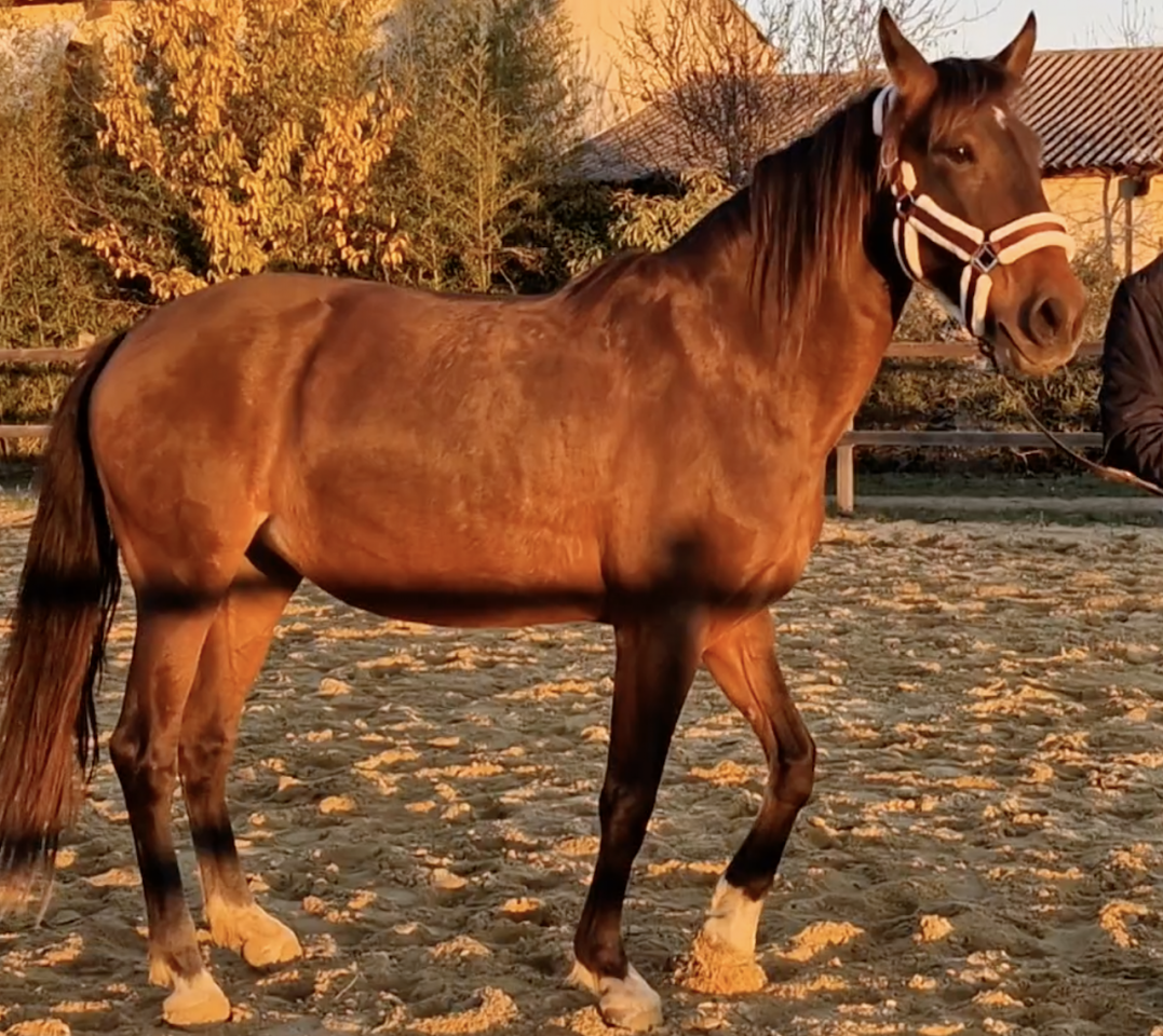Merrie PRE Puur Ras Spaans Te koop 2016 Donker bruin / bai ,  NAPOLEÓN CANDAU