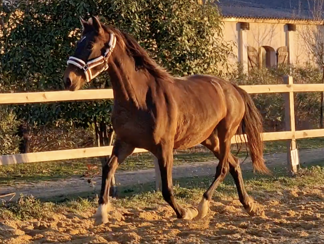 Merrie PRE Puur Ras Spaans Te koop 2016 Donker bruin / bai ,  NAPOLEÓN CANDAU