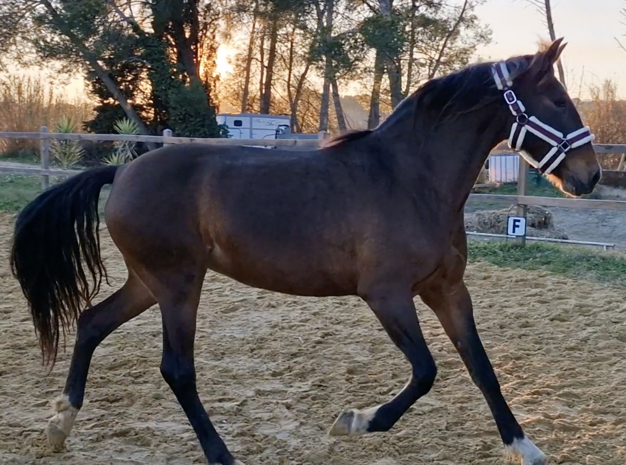 Merrie PRE Puur Ras Spaans Te koop 2016 Donker bruin / bai ,  NAPOLEÓN CANDAU
