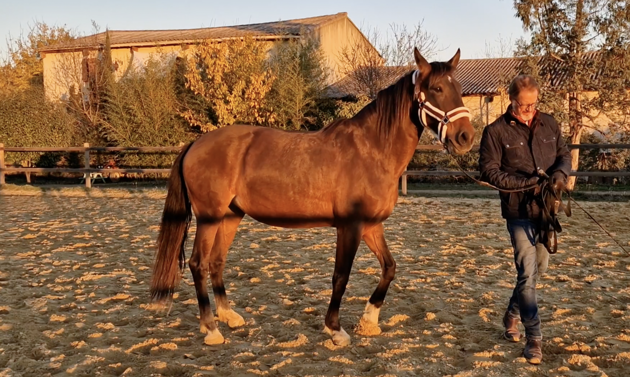 Merrie PRE Puur Ras Spaans Te koop 2016 Donker bruin / bai ,  NAPOLEÓN CANDAU