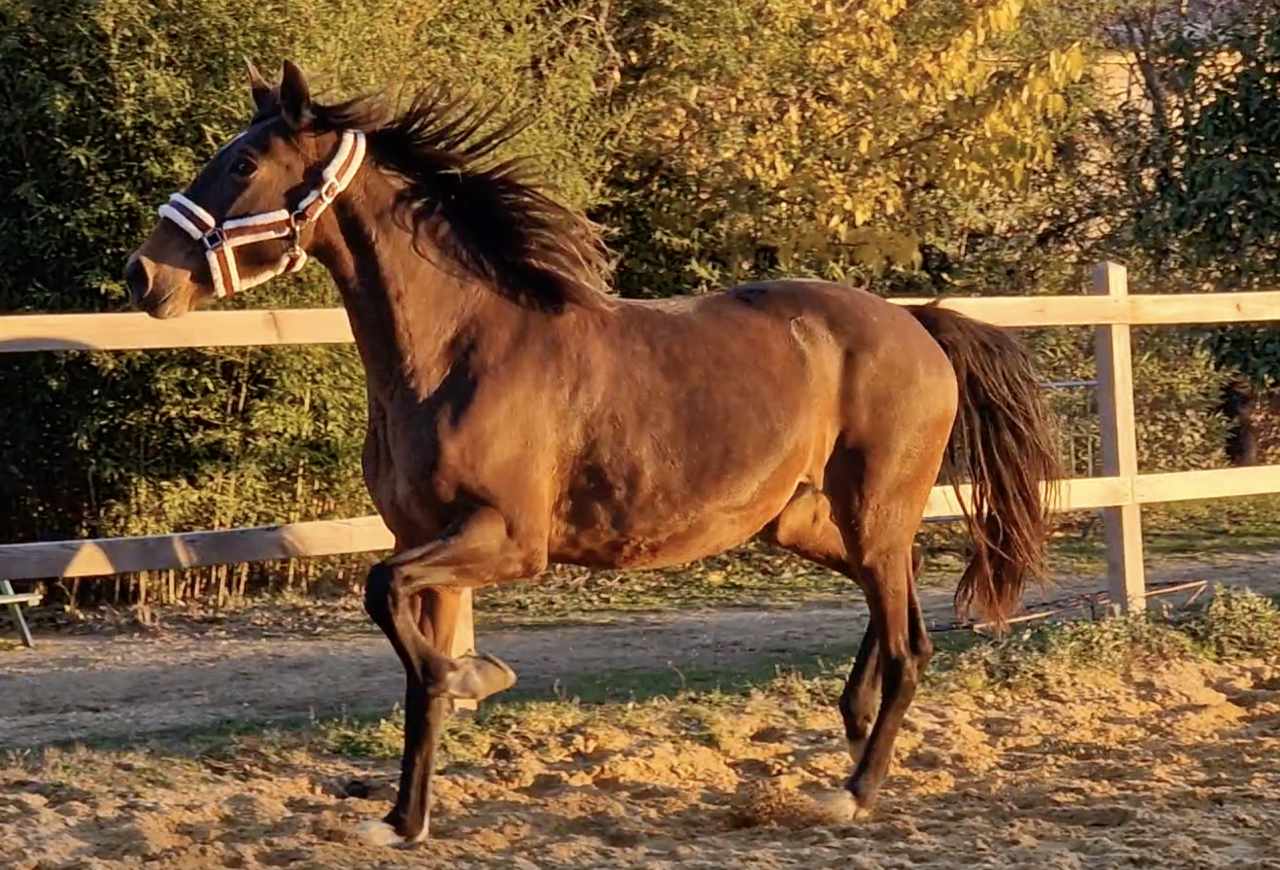 Merrie PRE Puur Ras Spaans Te koop 2016 Donker bruin / bai ,  NAPOLEÓN CANDAU