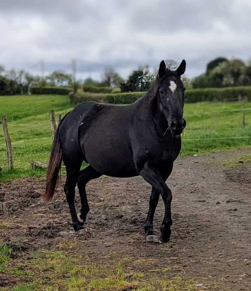 Merrie Paint Horse Te koop 2015 Zwart