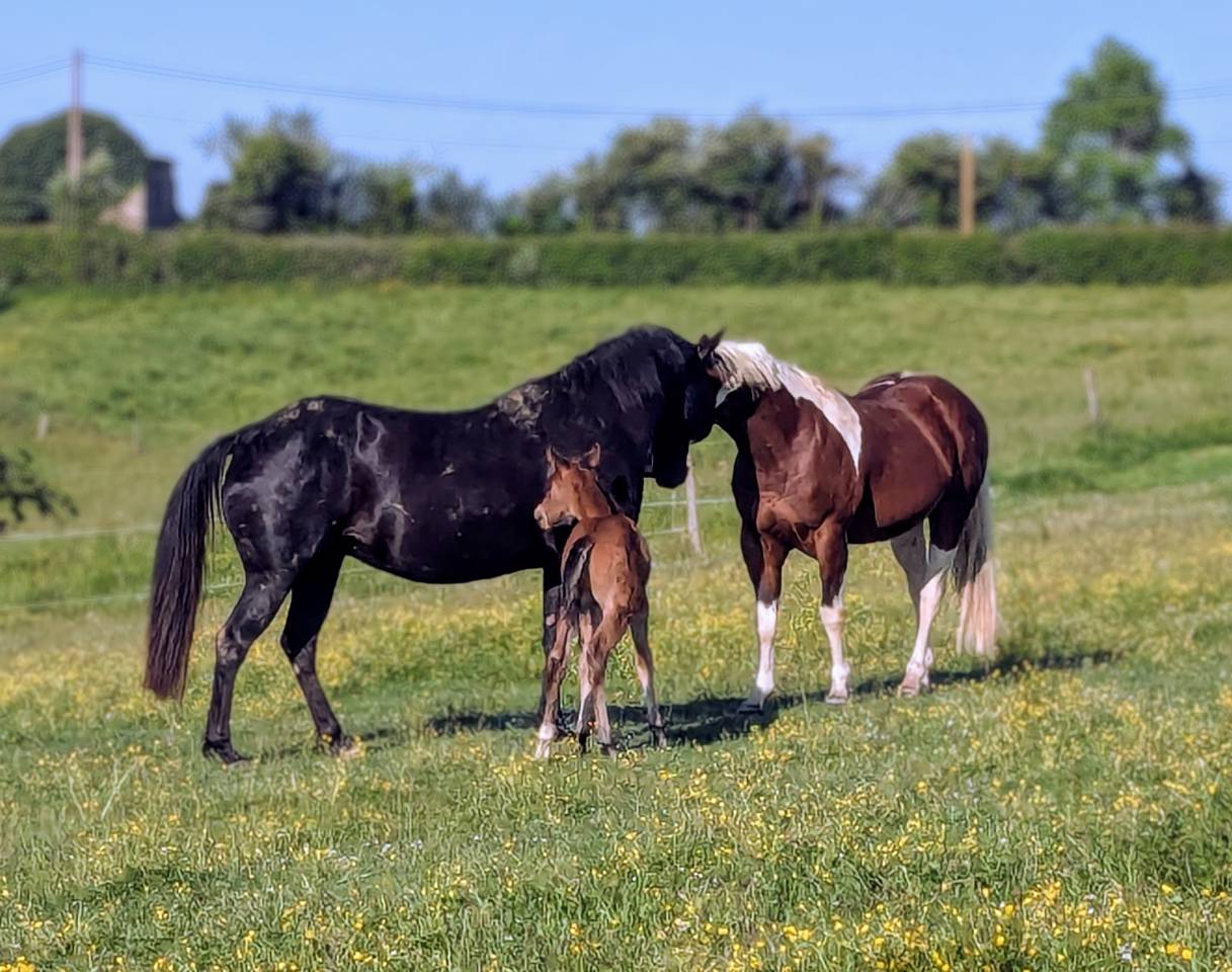 Merrie Paint Horse Te koop 2015 Zwart
