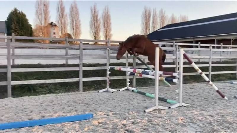 Merrie Zangersheide Te koop 2020 Vos ,  CICERO Z