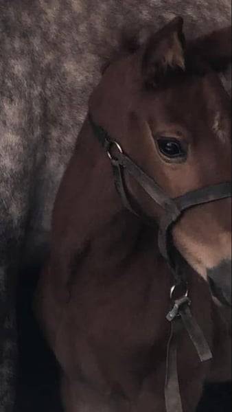 Merrie Zangersheide Te koop 2020 Vos ,  CICERO Z