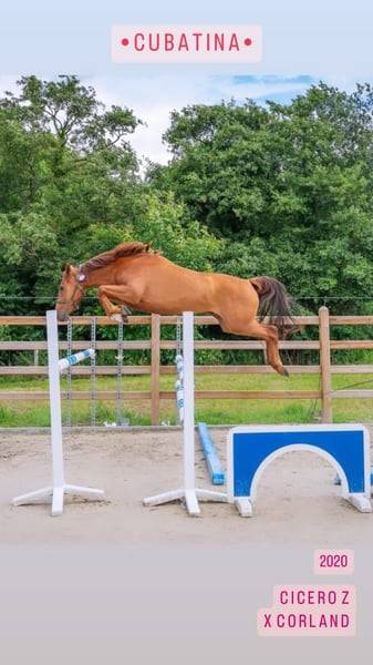 Merrie Zangersheide Te koop 2020 Vos ,  CICERO Z