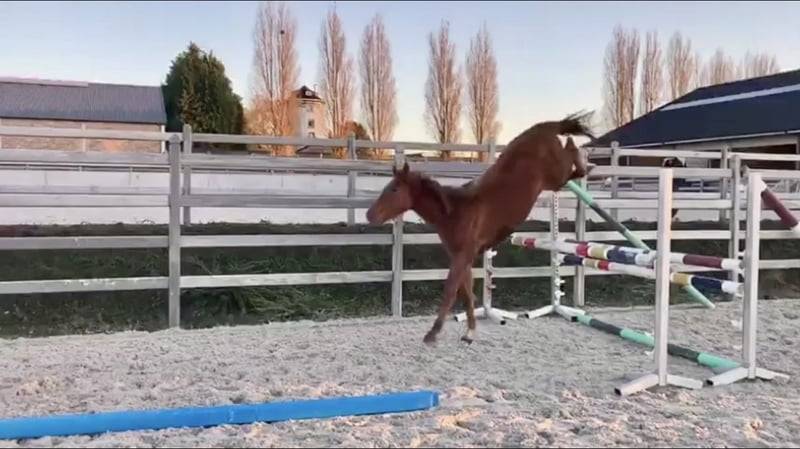 Merrie Zangersheide Te koop 2020 Vos ,  CICERO Z