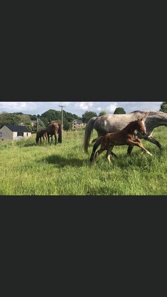 Merrie Zangersheide Te koop 2020 Vos ,  CICERO Z