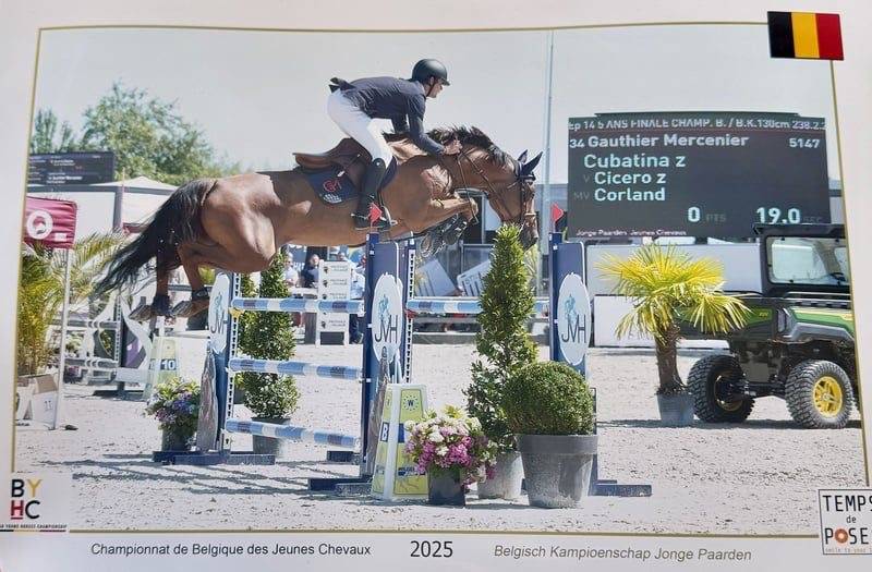 Merrie Zangersheide Te koop 2020 Vos ,  CICERO Z