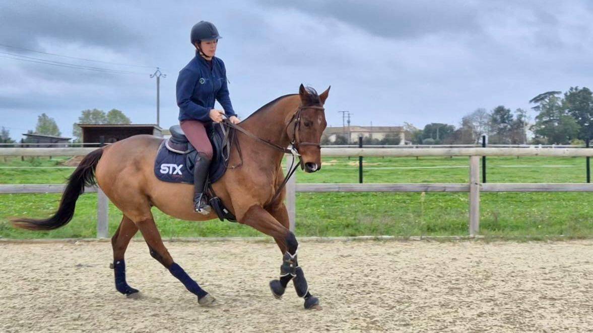 Ruin Anglo-Arabier Te koop 2013 Donker bruin / bai ,  MARRAST PS