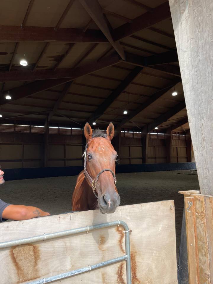 Ruin Anglo-Arabier Te koop 2013 Donker bruin / bai ,  MARRAST PS