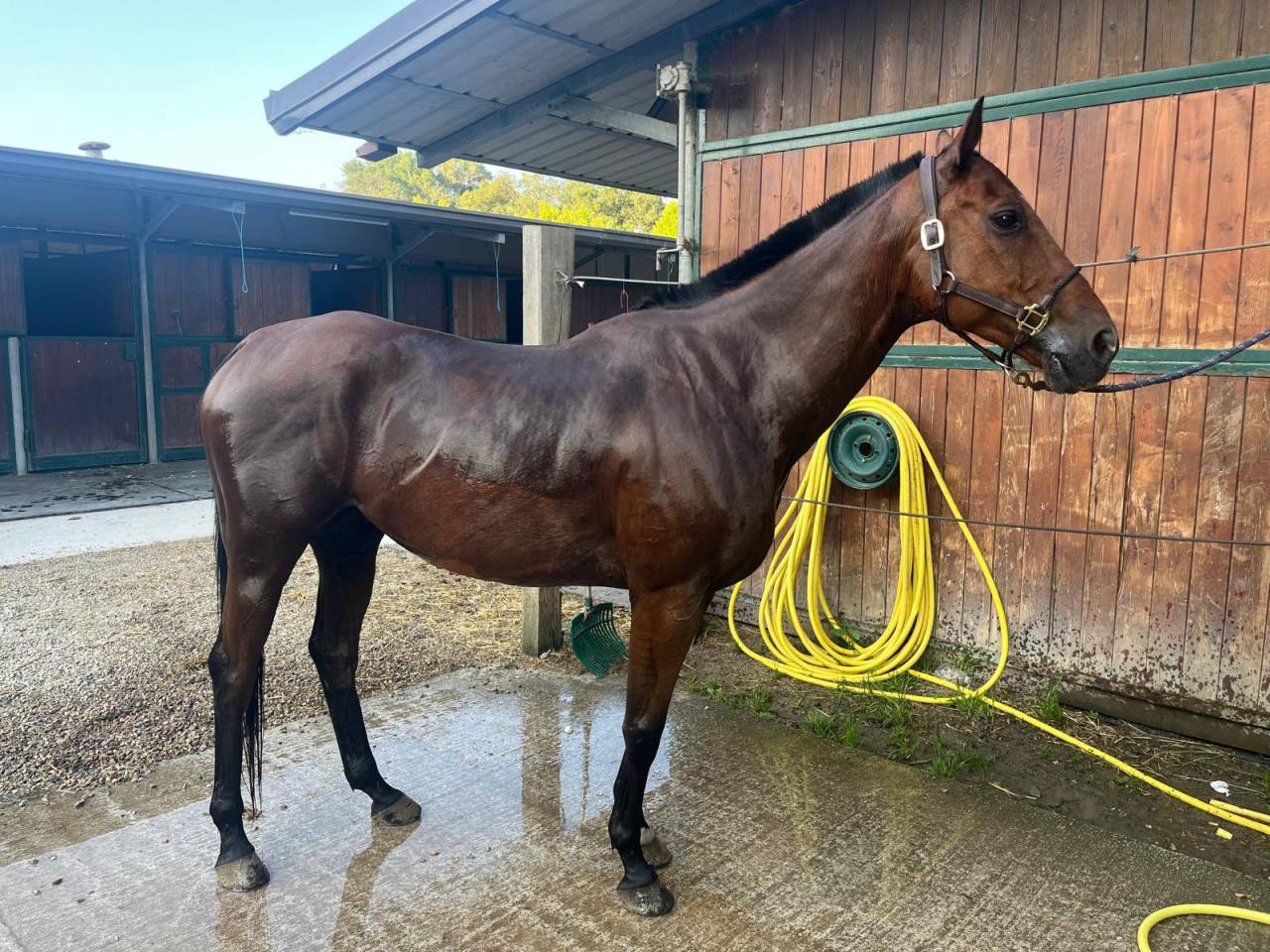 Ruin Anglo-Arabier Te koop 2013 Donker bruin / bai ,  MARRAST PS