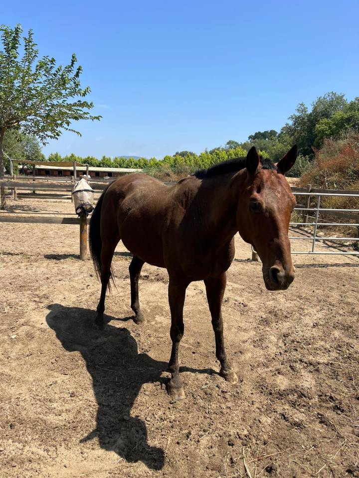 Ruin Anglo-Arabier Te koop 2013 Donker bruin / bai ,  MARRAST PS