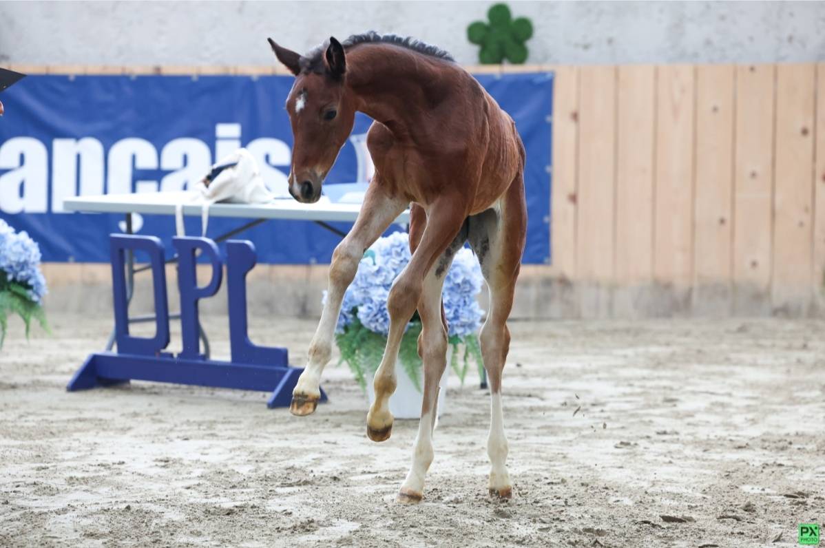 Draagmerrie Selle Français Te koop 2015 Donker bruin / bai