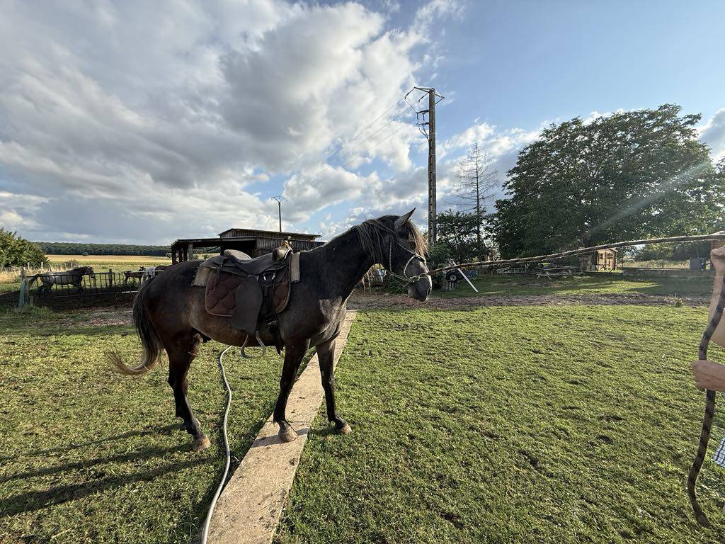 Veulen (ml) Berber Te koop 2021 Schimmel