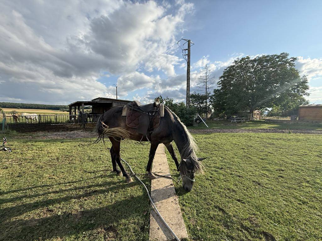 Veulen (ml) Berber Te koop 2021 Schimmel