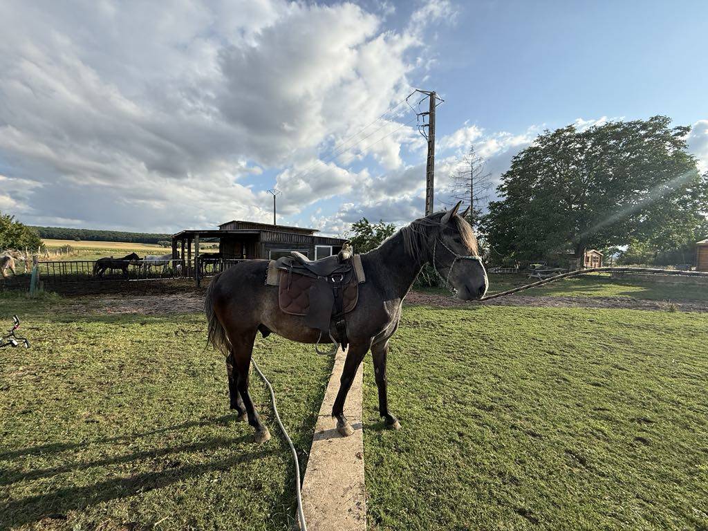 Veulen (ml) Berber Te koop 2021 Schimmel