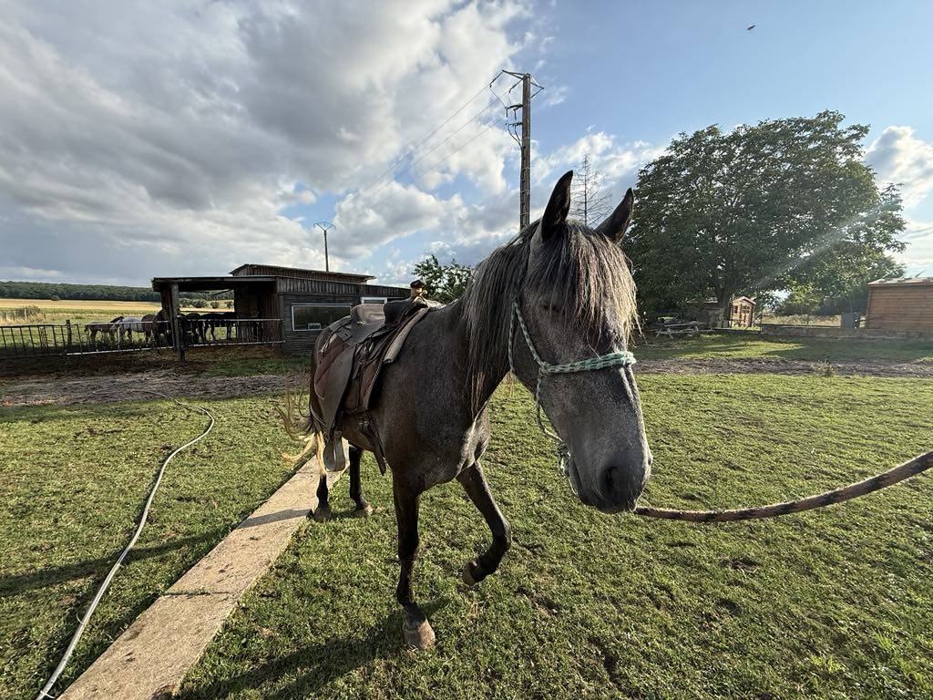 Veulen (ml) Berber Te koop 2021 Schimmel