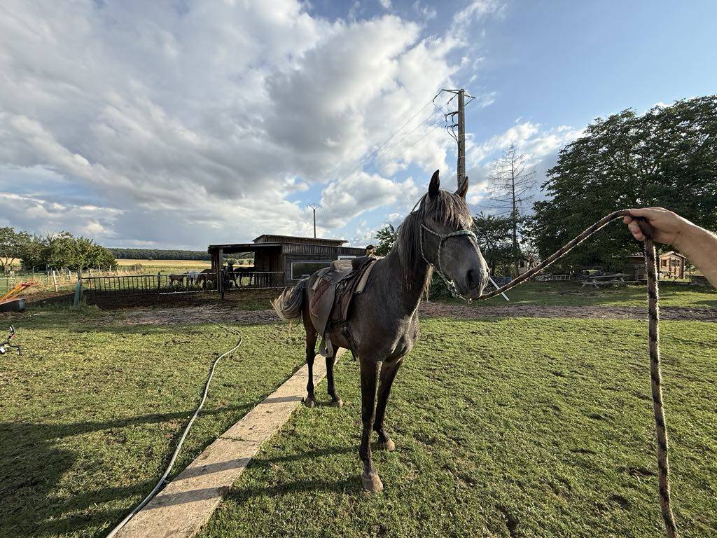 Veulen (ml) Berber Te koop 2021 Schimmel