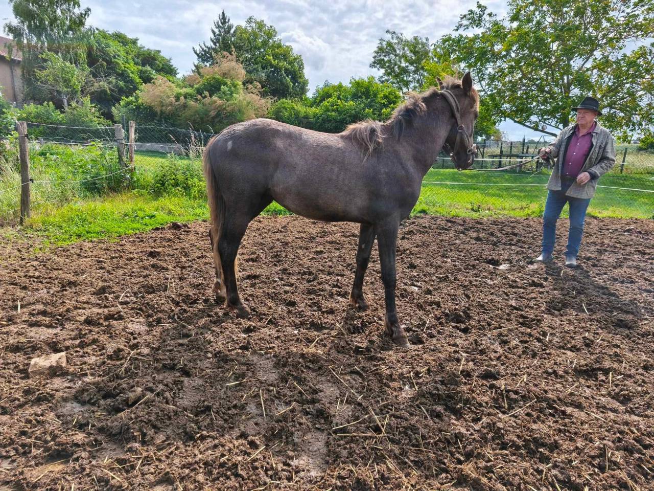 Veulen (ml) Berber Te koop 2021 Schimmel