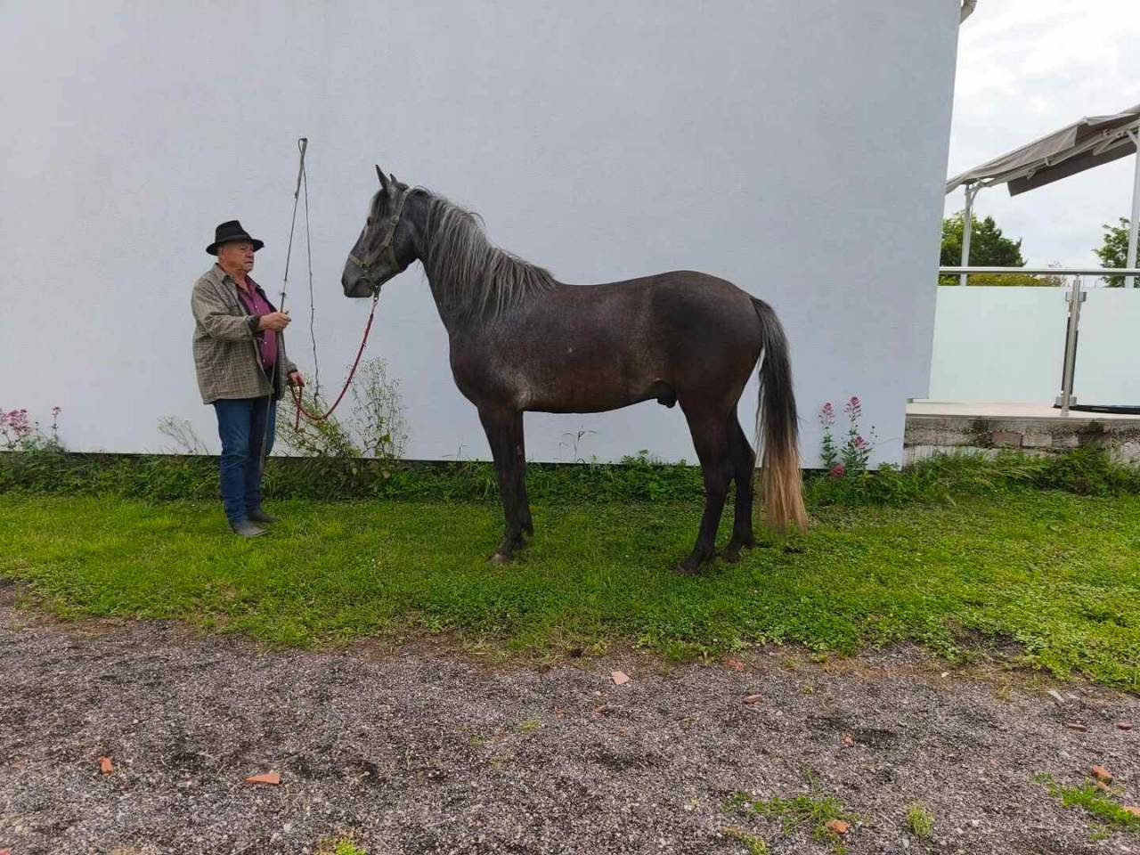 Veulen (ml) Berber Te koop 2021 Schimmel