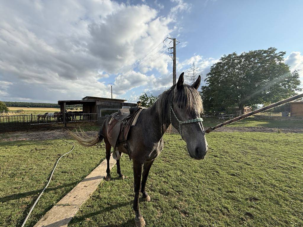 Veulen (ml) Berber Te koop 2021 Schimmel