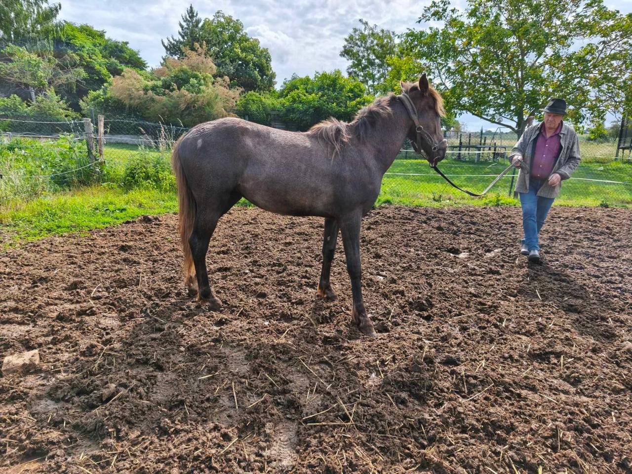 Veulen (ml) Berber Te koop 2021 Schimmel