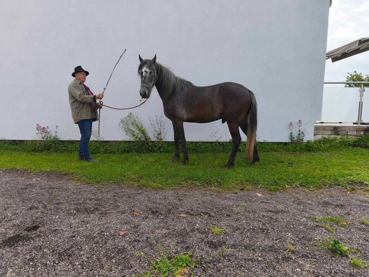 Veulen (ml) Berber Te koop 2021 Schimmel