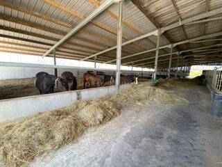 Hippisch vastgoed Koop Morbihan