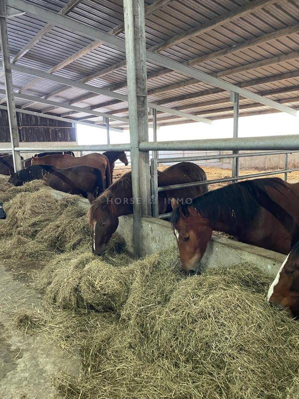 Hippisch vastgoed Koop Morbihan