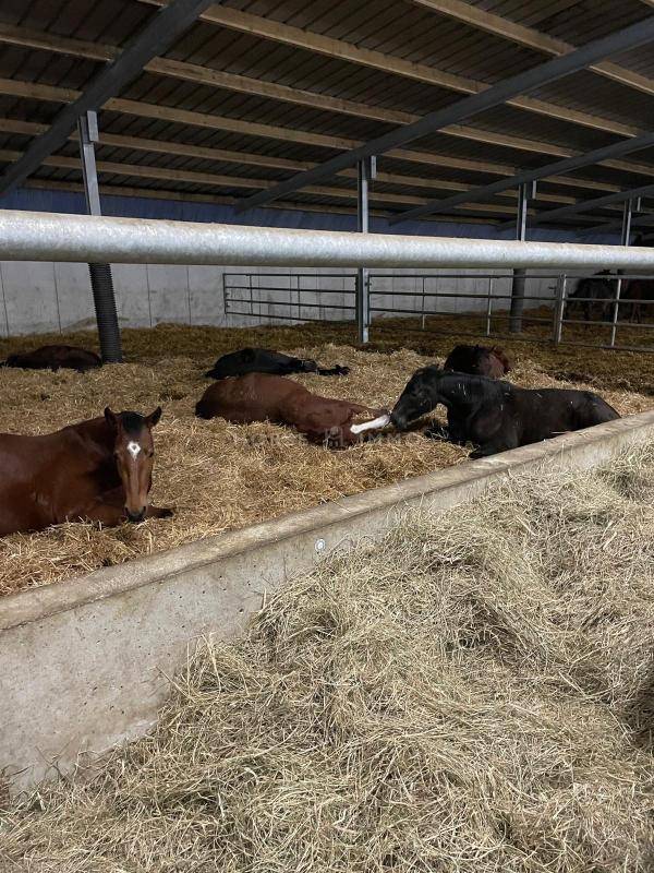Hippisch vastgoed Koop Morbihan