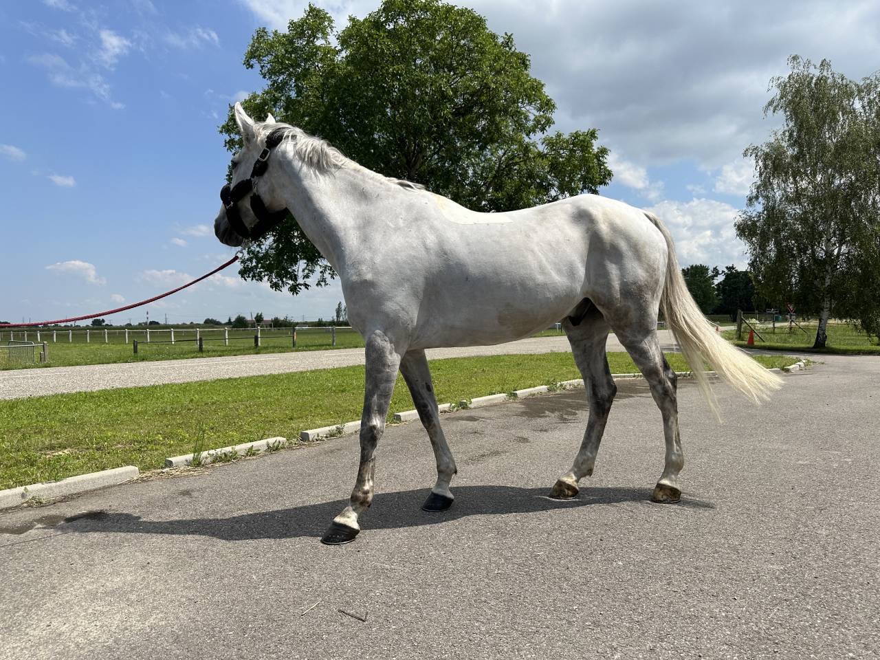 Ruin Rijpaard Te koop 2015 Schimmel