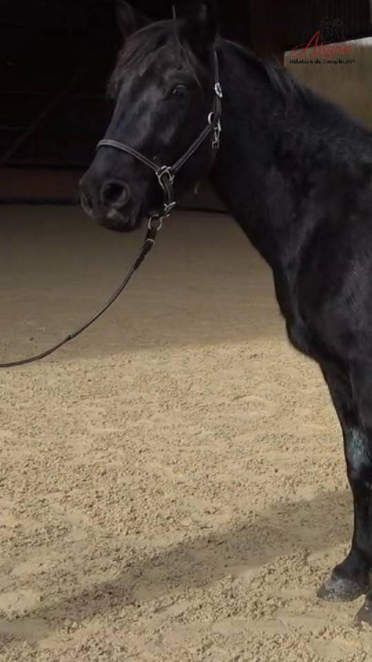 Hengst Mérens Te koop 2022 Zwart ,  GUAPO DU SOULEILLA