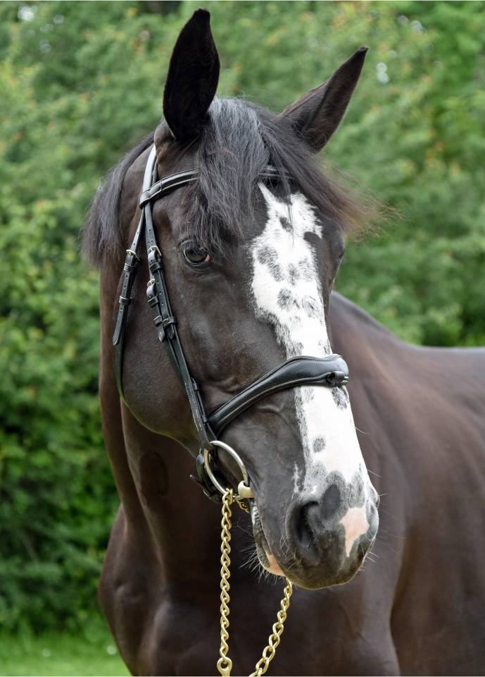 Ruin Selle Français Te koop 2018 Zwart