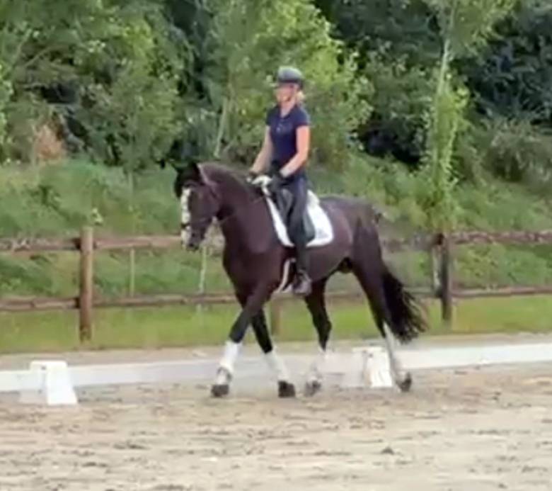 Ruin Selle Français Te koop 2018 Zwart