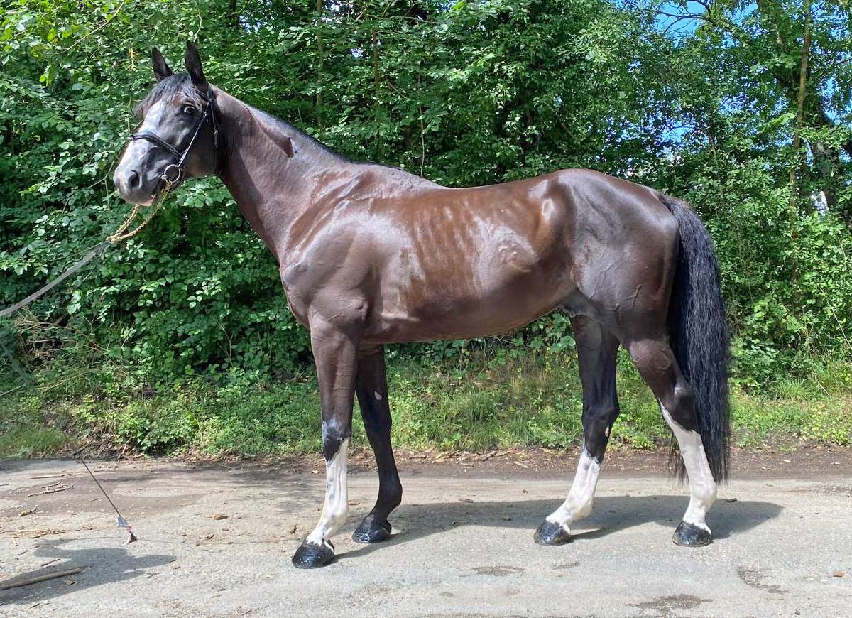 Ruin Selle Français Te koop 2018 Zwart