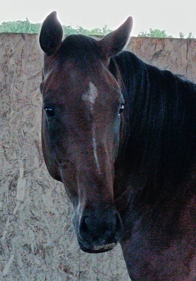 Ruin Selle Français Te koop 2022 Donker bruin / bai ,  COULEUR LATOUR