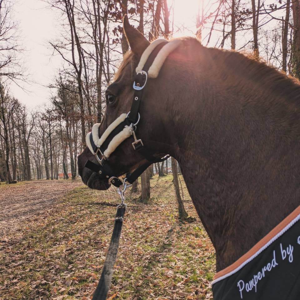 Dekhengst Franse rijpony PFS Te koop 2013 Lichte manen en staart ,  ulk d'été