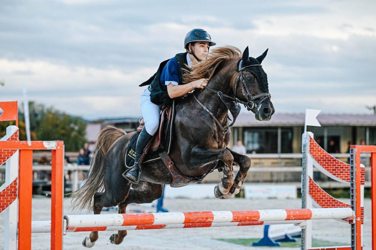 Dekhengst Franse rijpony PFS Te koop 2013 Lichte manen en staart ,  ulk d'été