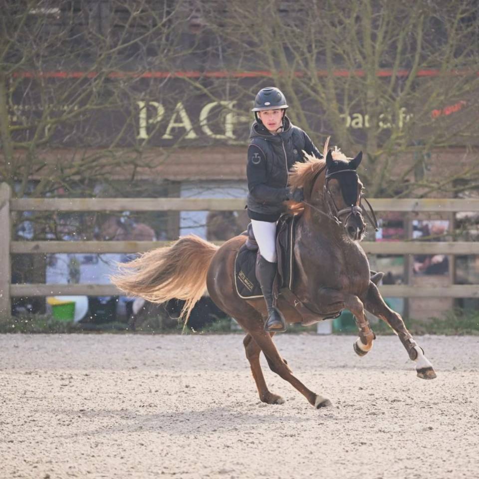 Dekhengst Franse rijpony PFS Te koop 2013 Lichte manen en staart ,  ulk d'été