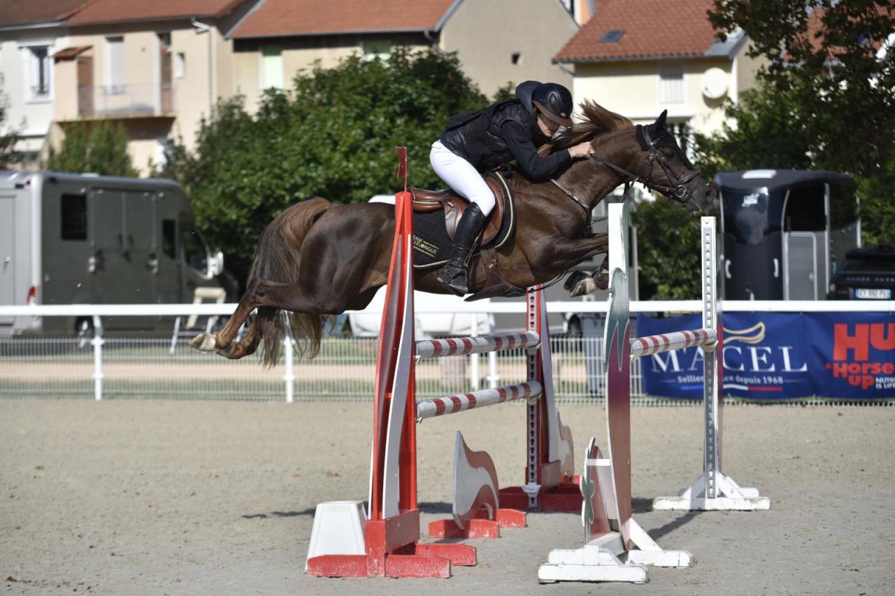 Dekhengst Franse rijpony PFS Te koop 2013 Lichte manen en staart ,  ulk d'été